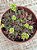 Crassula pubescens - Imagem 3