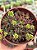 Crassula pubescens - Imagem 1