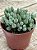 Senecio citriformis - Imagem 2