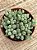 Senecio citriformis - Imagem 3