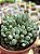 Senecio citriformis - Imagem 1