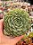 Echeveria red hole - Imagem 1