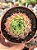 Echeveria red hole - Imagem 1