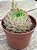 Echeveria red hole - Imagem 2