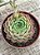 Echeveria red hole - Imagem 3