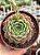 Echeveria red hole - Imagem 1