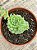 Echeveria vincent catto - Imagem 3