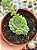 Echeveria vincent catto - Imagem 1