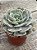 Echeveria marble magic ball - Imagem 2