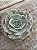 Echeveria marble magic ball - Imagem 3