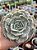 Echeveria marble magic ball - Imagem 1
