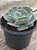 Echeveria marble magic ball - Imagem 2