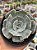 Echeveria marble magic ball - Imagem 1