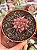 Echeveria agavoides celestia - Imagem 1