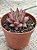 Echeveria agavoides celestia - Imagem 2