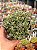Crassula lanuginosa - Imagem 1