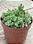 Crassula lanuginosa - Imagem 2