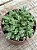 Crassula lanuginosa - Imagem 3