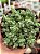 Crassula lanuginosa - Imagem 1