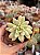 Echeveria mini belle variegata P Sem raiz - Imagem 1