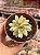 Echeveria mini belle variegata - Imagem 1