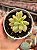 Echeveria mini belle variegata - Imagem 1