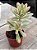 Echeveria mini belle variegata - Imagem 2