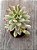 Echeveria mini belle variegata - Imagem 3