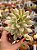 Echeveria mini belle variegata - Imagem 1