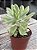 Echeveria mini belle variegata G - Imagem 2
