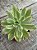 Echeveria mini belle variegata G - Imagem 3