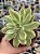 Echeveria mini belle variegata G - Imagem 1
