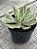 Echeveria mini belle variegata (sem raiz) - Imagem 2