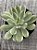 Echeveria mini belle variegata (sem raiz) - Imagem 3
