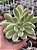 Echeveria mini belle variegata (sem raiz) - Imagem 1