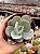 Echeveria gila - Imagem 1