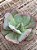 Echeveria gila - Imagem 3