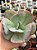 Echeveria gila - Imagem 1