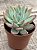 Echeveria colorata brandtii - Imagem 2
