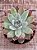 Echeveria colorata brandtii - Imagem 3