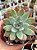 Echeveria colorata brandtii - Imagem 1
