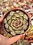 Echeveria flamenco - Imagem 1