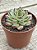 Echeveria flamenco - Imagem 2