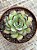Echeveria flamenco - Imagem 3