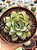Echeveria flamenco - Imagem 1