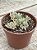 Graptopetalum pachyphyllum rose - Imagem 2