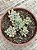 Graptopetalum pachyphyllum rose - Imagem 3