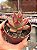 Echeveria agavoides antares - Imagem 2