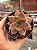 Echeveria agavoides antares - Imagem 1