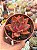 Echeveria agavoides antares - Imagem 1
